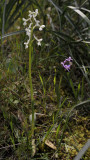 Anacamptis longicornu. White form.