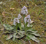 Neotinea tridentata subsp. conica.