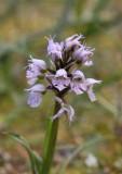 Neotinea tridentata subsp. conica. Closer.