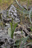 Neotinea tridentata subsp. conica. White form.