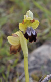 Ophrys lupercallis