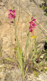 Gladiolus_communis.jpg