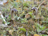 Arisarum vulgare