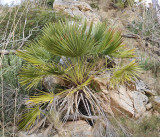 Chamaerops_humilis.2.jpg