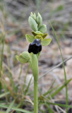 Ophrys lupercallis. Closer.