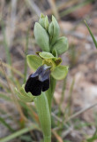 Ophrys lupercallis. Close-up.