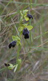 Ophrys lupercallis. Closer.