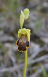 Ophrys fabrella. Closer.