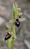Ophrys_incubacea_x_balearica._Closer.2.jpg