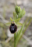 Ophrys sphegodes subsp. atrata. x O. balearica