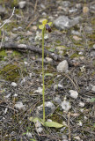 Ophrys fabrella