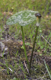 Arisarum vulgare
