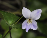 Viola jaubertiana. Close-up.