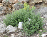 Urtica bianorii