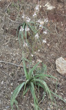 Asphodelus_aestivus.jpg