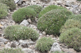 Astragalus_balearicus.7.jpg