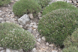 Astragalus_balearicus.10.jpg