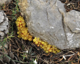 Cytinus_ruber.3.jpg