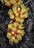 Cytinus_ruber.2.jpg
