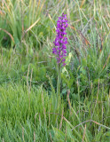 Anacamptis palustris subsp. robusta