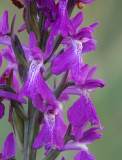 Anacamptis palustris subsp. robusta. Close-up.