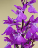 Anacamptis palustris subsp. robusta. Close-up.
