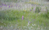 Anacamptis palustris subsp. robusta. Habitat.