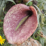 Helicodiceros muscivorus 