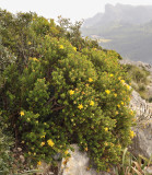 Hypericum_balearicum.4.jpg