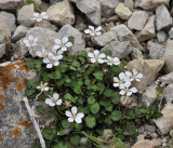Erodium_reichardii.5.jpg