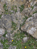 Erodium_reichardii.9.jpg