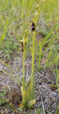 Ophrys_insectifera.jpg