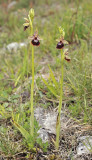 Ophrys_xdevenensis.2.jpg