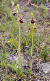 Ophrys_xdevenensis.jpg