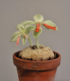 Sinningia_leucotricha.jpg