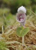 Corybas_scutellifer.4.jpg