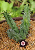 Huernia_oculata.jpg
