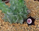 Huernia_oculata.2.jpg