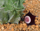 Huernia_oculata._side.jpg