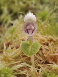 Corybas_scutellifer.8.jpg