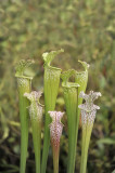 Sarracenia_leucophylla._1.jpg