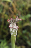 _PSC8597_Sarracenia_leucophylla.2.jpg