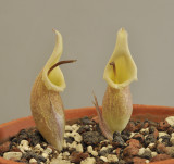 Biarum.2.jpg