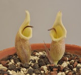 Biarum.jpg