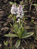 Dactylorhiza_maculata.3.jpg