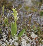 Platanthera_hyperborea.3.jpg