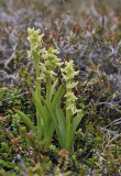 Platanthera_hyperborea.2.jpg