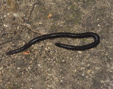 Caecilian