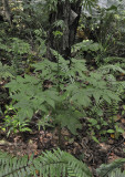 Tacca_leontopetaloides.jpg