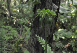Tacca_leontopetaloides_closer.jpg